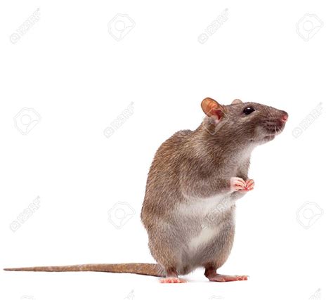 Afbeeldingsresultaat Voor Rat Stands On Hind Legs Hamsters Rodents