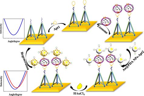 The Principle Of The Spr Assay For Determination Of Exosomes Based On Download Scientific