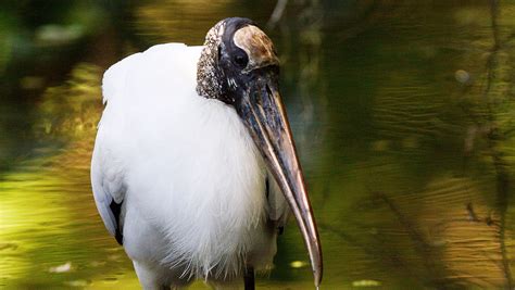 Wood stork sanctuary sees first nests in years; observers hoped for more