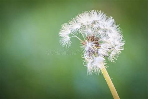 Dandelion Clock & Dandelion Close-Up In Glass On Black Background Stock Photo - Image of light ...