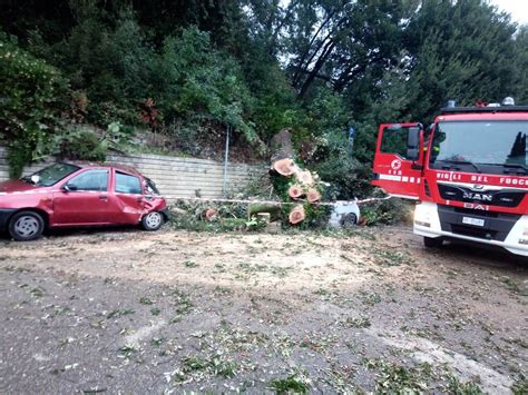 Albero Si Abbatte Su Due Auto Parcheggiate A Limite Sull Arno Gonews It