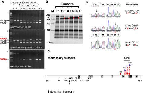 Somatic Mutations In Mammary Tumors From K14 Cre Apc CKO Mice A