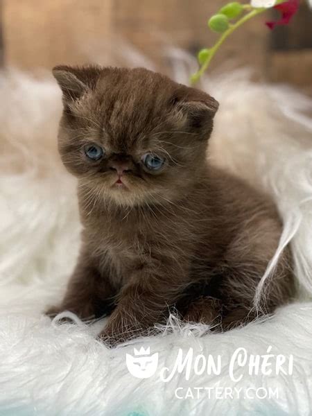 About Chocolate Exotic Shorthair & Exotic Longhair Kittens