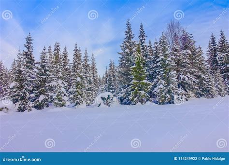 Beautiful Landscape Of Snow In The Dense Pine Trees During Winter Stock