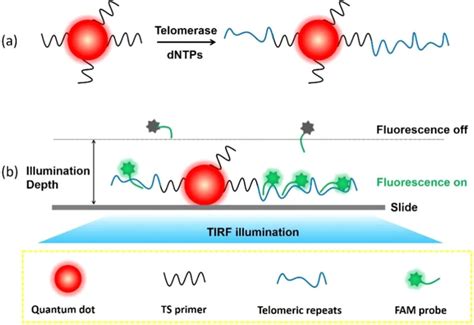 Schematic Illustration Of The Working Mechanism Of The Dna Paint