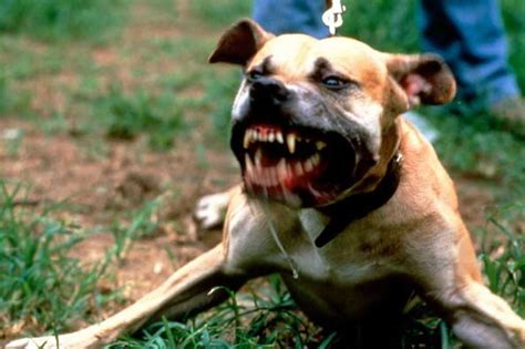 Top 10 angriest dogs in the world