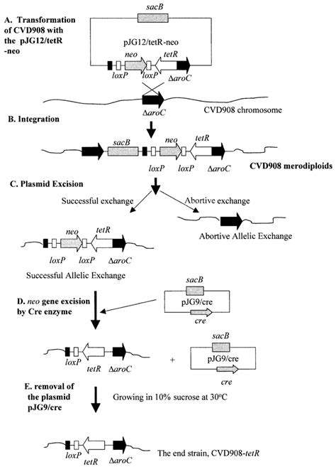 Creloxp Mediated Mobilization Of The Tetr Cassette Into The Aroc Locus