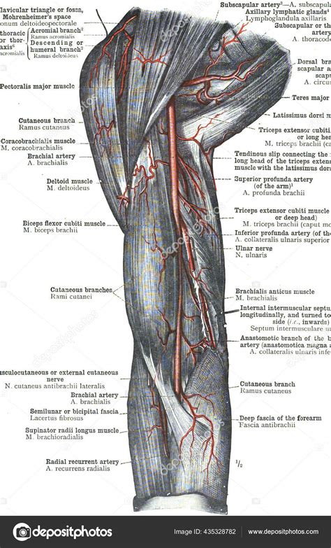 Anatomi Arteri Femoralis Dengan Informasi Rinci Tentang Latar Belakang