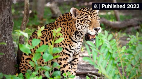 The Return Of The Jaguar In The Yucatán Peninsula The New York Times