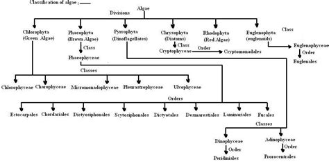 Kingdom Protista Concept Map