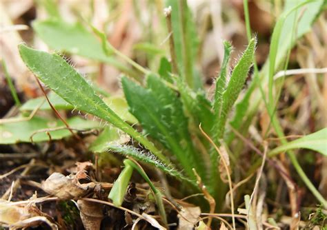 Arabidopsis petraea - Изображение особи - Плантариум