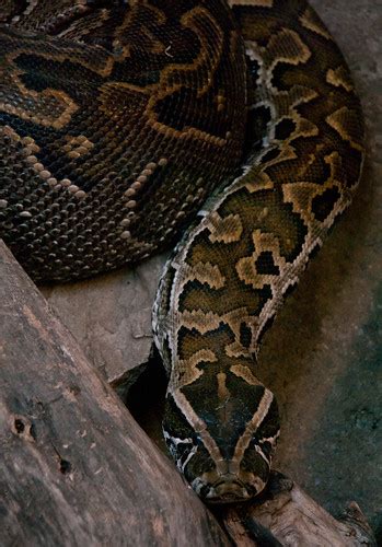 African Rock Python Kurayba Flickr