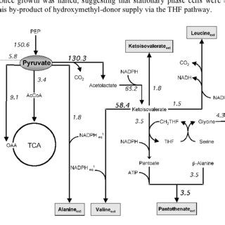 Metabolic Flux Distribution From Pyruvate In Late Exponential Phase