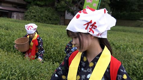 “紺がすり”に“姉さんかぶり” 茶つみ娘が300年以上続く後楽園の茶畑で新茶をつみ取る「茶つみ祭」【岡山】 Tbs News Dig