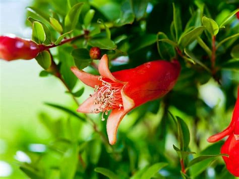 The Space Saving Solution Why Growing Pomegranates In Containers Is A