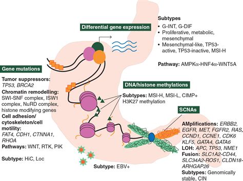 Molecular Classification Of Gastric Cancer Annals Of Oncology