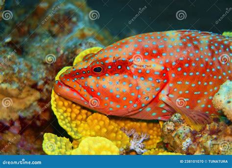 Coral Hind Fish Resting On The Soft Coral Cephalopholis Miniata Stock