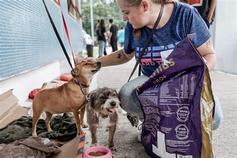 Mais De Mil Animais Afetados Pelas Enchentes No Rs Foram Resgatados