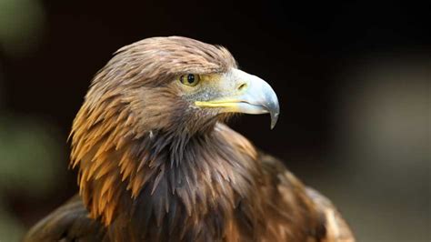 The Golden Eagle: Mexico's Majestic National Bird and Its Symbolism ...