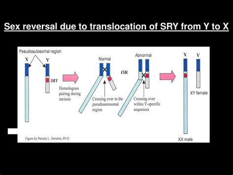 Cytogenetics Concepts Ppt Download