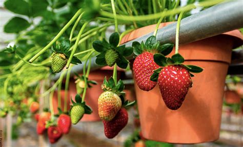 Cómo Sembrar Fresas ¡crea Tu Huerta Con La Fruta Del Amor Vibra