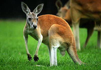 Kangaroo Facts For Kids | Kangaroo Habitat | Kangaroo Diet