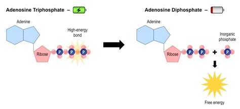 Atp Adp Med The A Level Biologist Your Hub