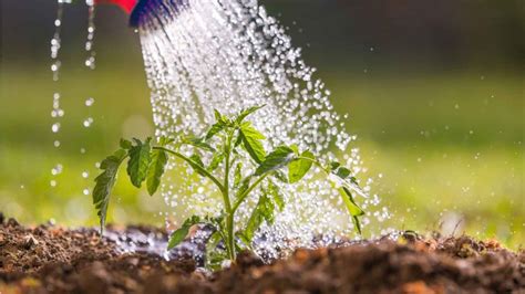 C Mo Cuidar El Agua En Espa A El Recurso Esencial Para Una Agricultura