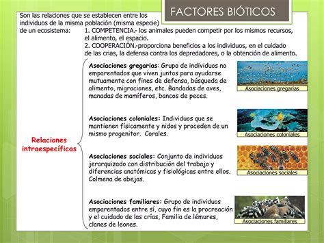 Ecosistemas Estructura Y Din Mica Ppt