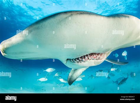 Great Hammerhead Shark, Sphyrna mokarran, Bimini, Bahamas Stock Photo ...