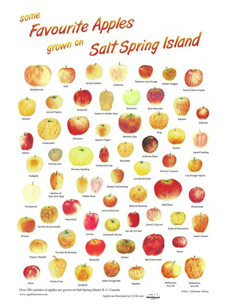 The Salt Spring Island Apple Festival Poster now Available - Salt ...