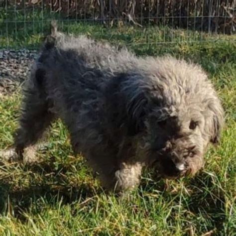 Fluffy Chien Croisé e à l adoption Lyon Pet Adoption