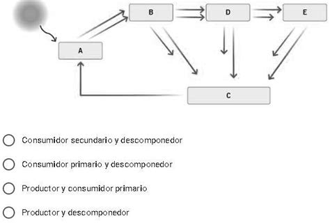 SOLVED Qué nivel trófico representan las letras A y C