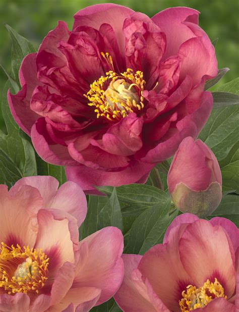 Peony Itoh Magical Mystery Tour New Long Flowering Peony Tulip Store