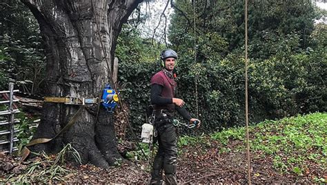 Tree Surgeons In Kent And Local Area Broadleaf Tree Surgery