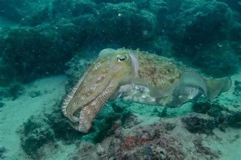 Types Of Cuttlefish Facts Pictures Wildlife Informer