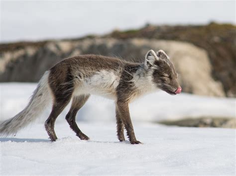 Arctic Fox Summer Coat Vs Winter Coat