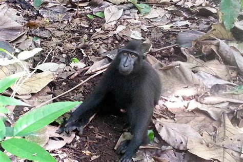 Foto Yaki Si Monyet Hitam Sulawesi Yang Toleran Id