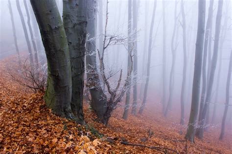 Imagen gratis selva flora medio ambiente paisaje árbol hoja