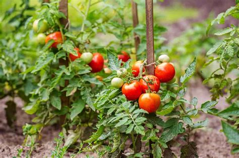 Las 11 Mejores Variedades De Tomates Grandes Para El Huerto