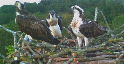 Poole Harbour Ospreys Roy Dennis Wildlife Foundation