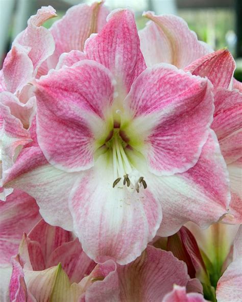 Amaryllis Hippeastrum Cherry Blossom From Peter Nyssen Flower Bulbs