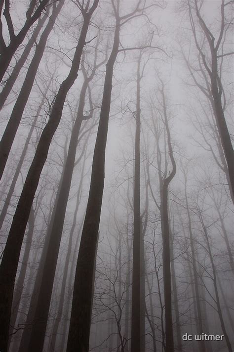 "leafless forest" by dc witmer | Redbubble