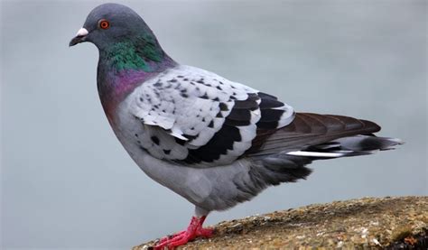 9 Invasive Animals Found In Kentucky 2025 Bird Watching Hq