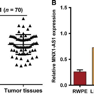 FOXF1 AS1 Positively Regulated The FOXF1 MMP 2 9 Pathway A QRT PCR