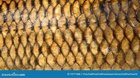 Fresh Carp Fish Scales Texture Stock Photo Image Of Diets Delicious