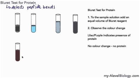 Signs Of A Positive Lipid Test Key Observations To Look For