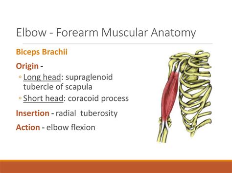 Elbow Forearm Muscular Anatomy Ppt Download