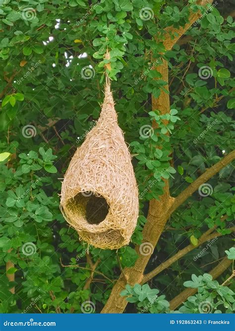 Weaver Bird Nest