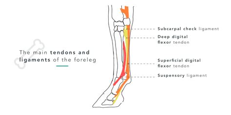 My Horse Has Tendinitis How Bad Is It Equisense Blog